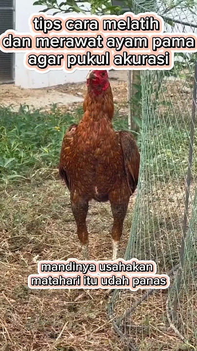 tips melatih ayam Pama menurut bang Antoni pjf || jangan lupa subscriber, like dan komen ya 😊