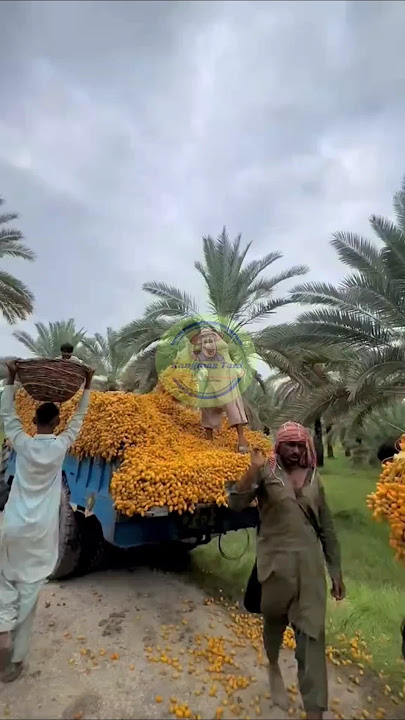 Harvesting unripe dates