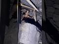 The world's most dangerous job / Black Gold 🥇#shorts #Fact