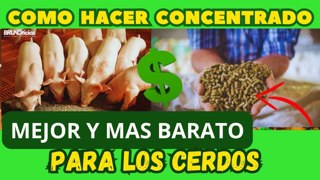 Como hacer concentrado CASERO para cerdos, Mas barato y mejor que el comercial