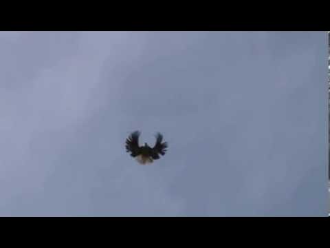 Полет николаевских. Полет голубей видео. Синемурые николаевские голуби. Полет голубей видео. Камышинские голуби.