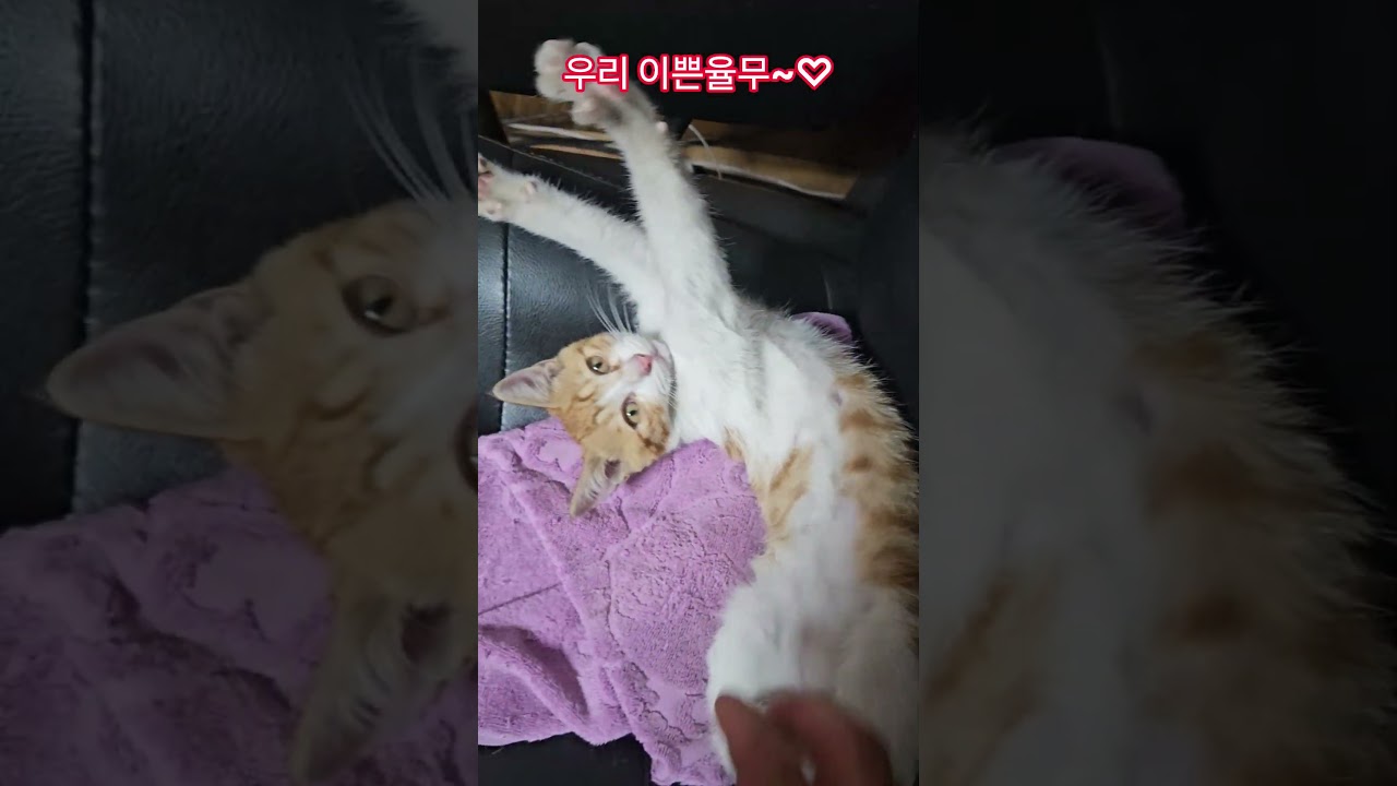 덕순이네 가족 #율무 #삼형제집사 #휴일 #부산강서구
