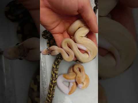 camera iphone 8 plus apk Pastel Mojave Cinnamon Champagne x Enchi Yellowbelly CLUTCH first sheds!