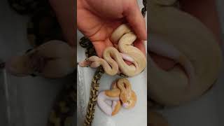 Pastel Mojave Cinnamon Champagne x Enchi Yellowbelly CLUTCH first sheds!