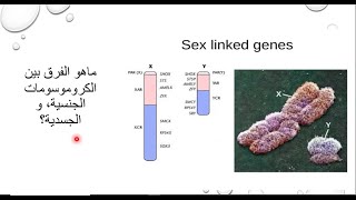 الوراثة المرتبطة بالجنس Sex Linked Genes - د.منى سمير