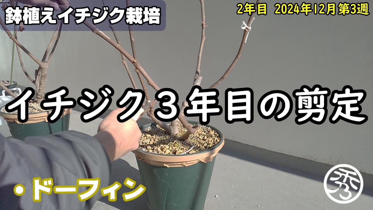 鉢植えイチジク栽培3年目の剪定 - YouTube
