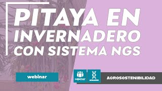 Pitaya en invernadero con sistema de cultivo en NGS