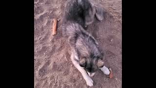 Husky not sharing part 2