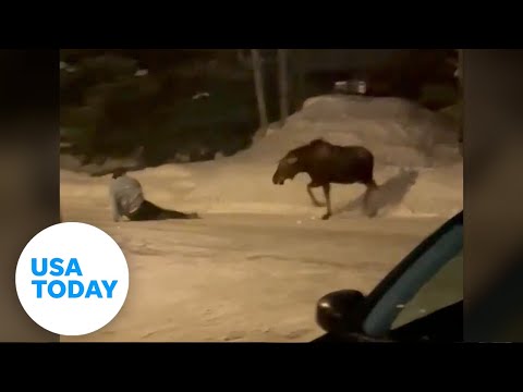 Moose attacks man after residents warn him to leave animal alone | USA TODAY