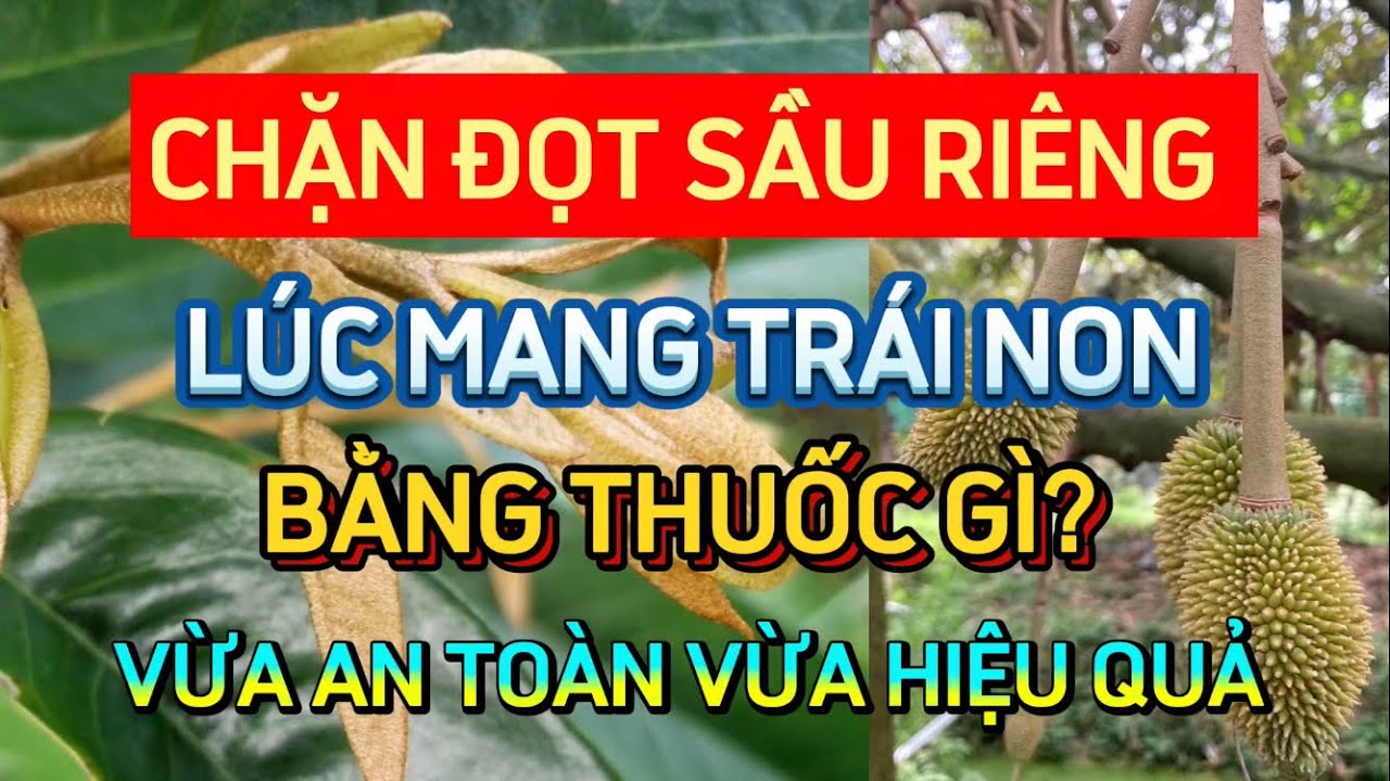 CHẶN ĐỌT SẦU RIÊNG LÚC MANG TRÁI NON BẰNG THUỐC GÌ VỪA AN TOÀN VỪA HIỆU QUẢ