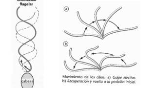 Funciones de los cilios y flagelos
