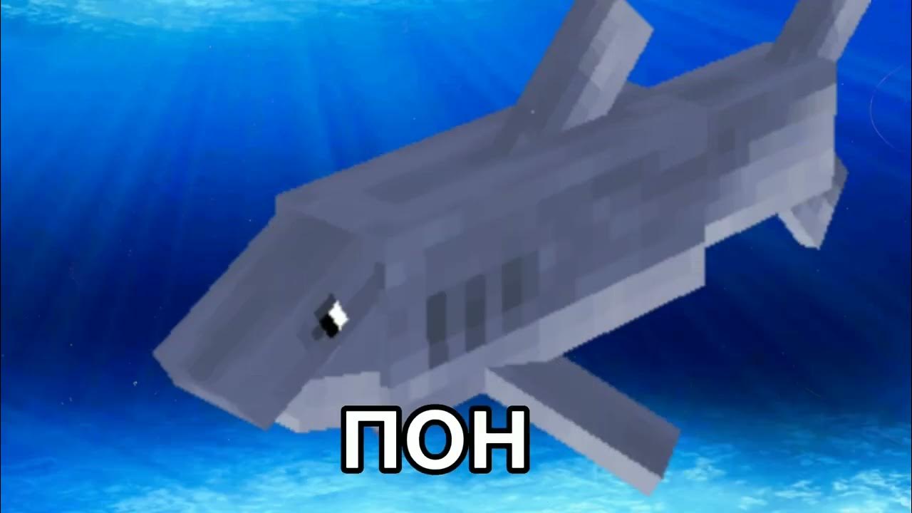 Акула пон мем фото