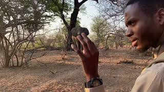 Ultimate Zimbabwe Highlights | Hwange and Mana Pools