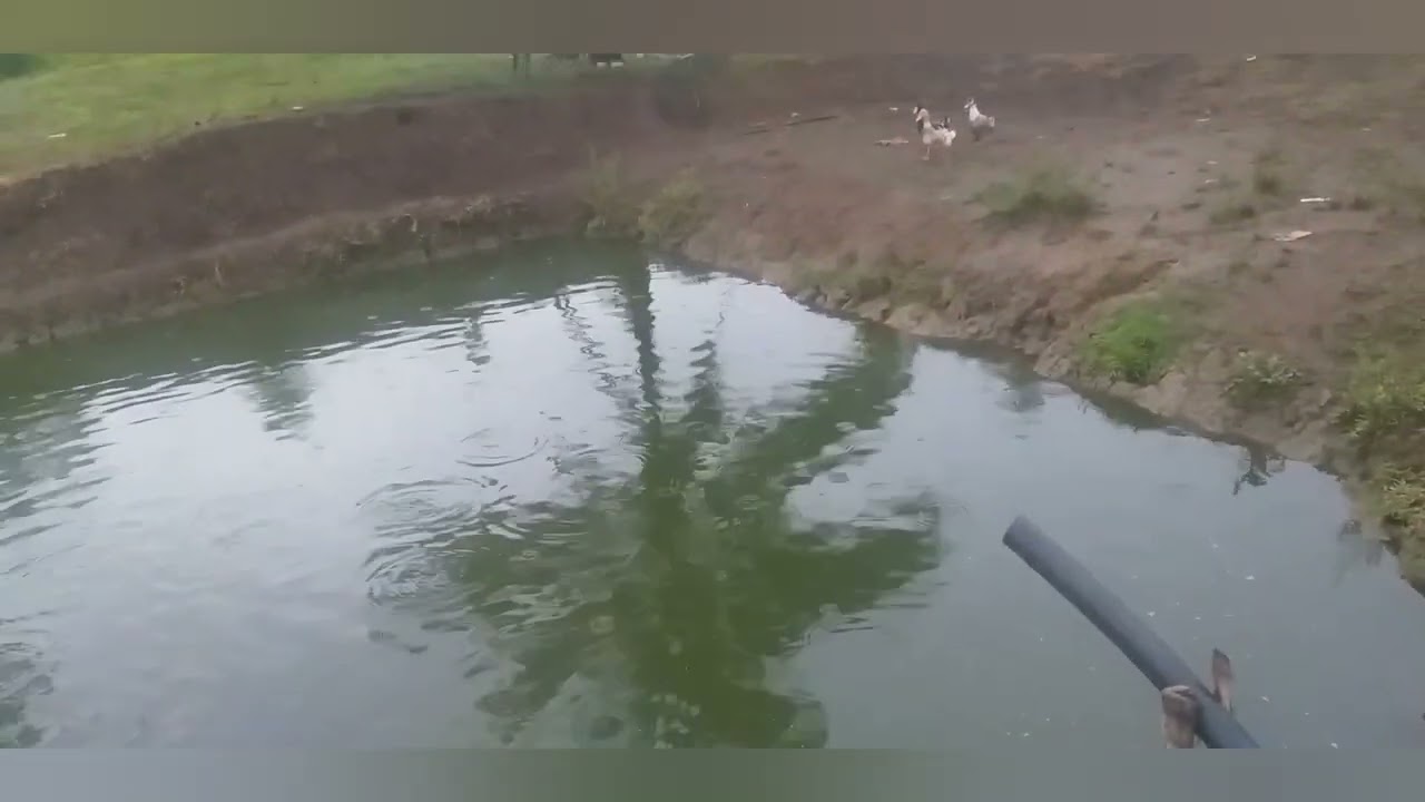 Tilapia mojarra 🐟🐠