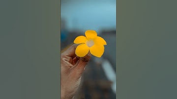 #shorts 🌸🎨🖌️ Snapseed photo editing background buler #viral #video #trending #trendingshorts #edit