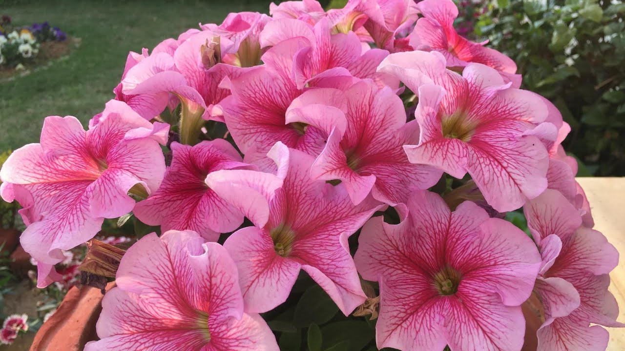 Petunia Flower in winter YouTube