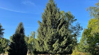 ‘Bittersweet donation’ as Eagle spruce picked for state Christmas tree