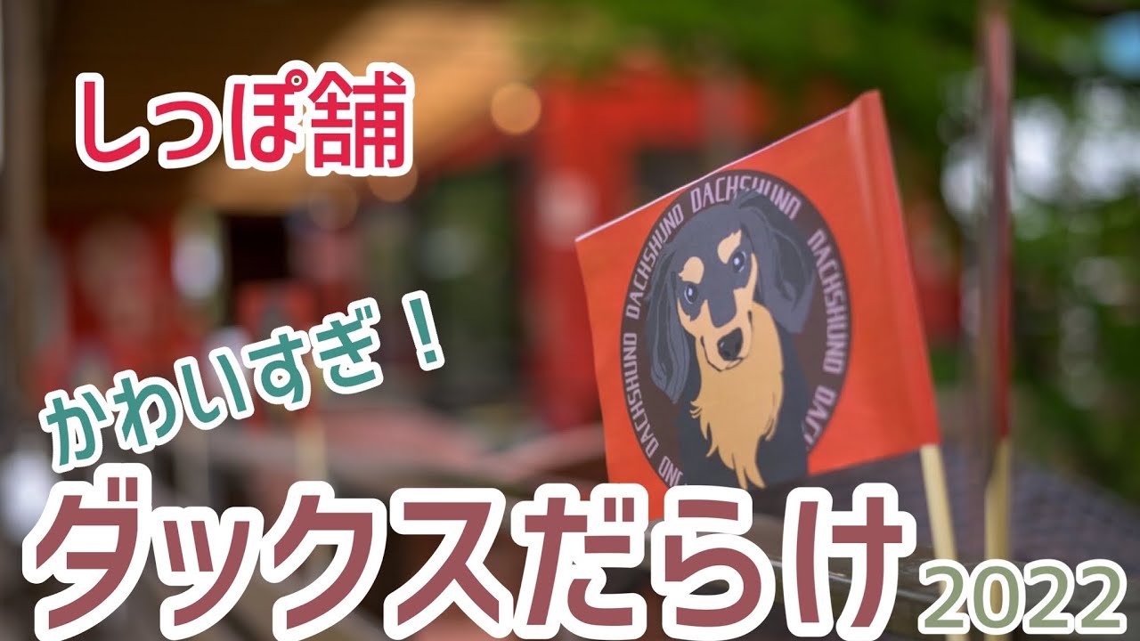かわいすぎ！ダックスだらけ【@しっぽ舗 2022】
