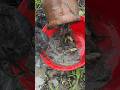 Unbelievable hidden in the mud, a clay pot full of fish What a catch #fish #fishing #reels #video
