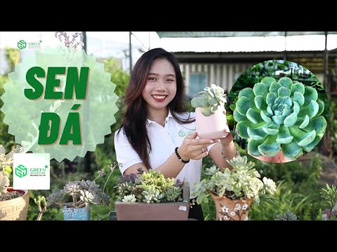 Video SEN ĐÁ - Sự an nhiên trường tồn - youtube