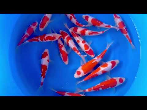 GK-3260 - Kohaku - Murata
Variety: Kohaku