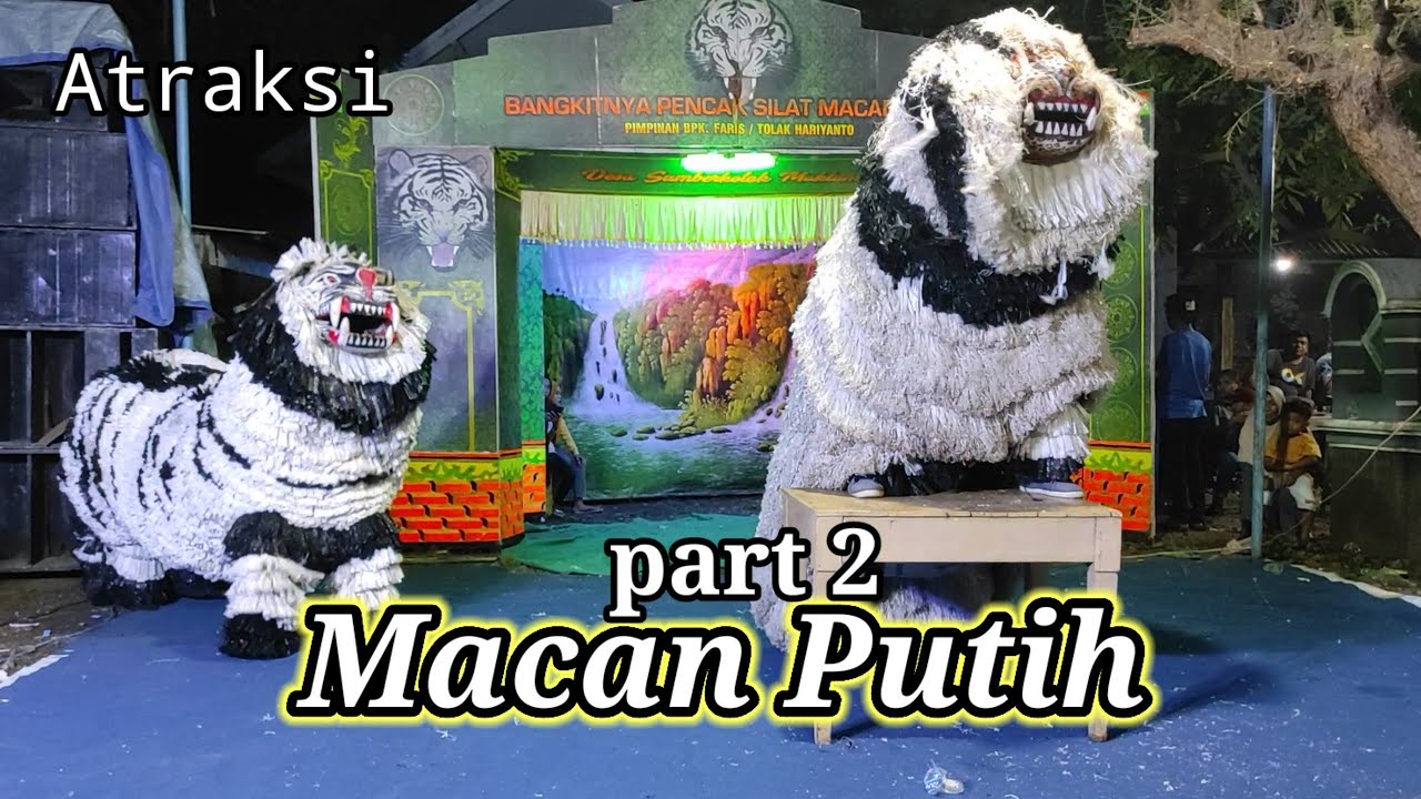 Atraksi MACAN PUTIH Part 2 Live Patokan Jl. Cempaka Situbondo @TOMYHITZ