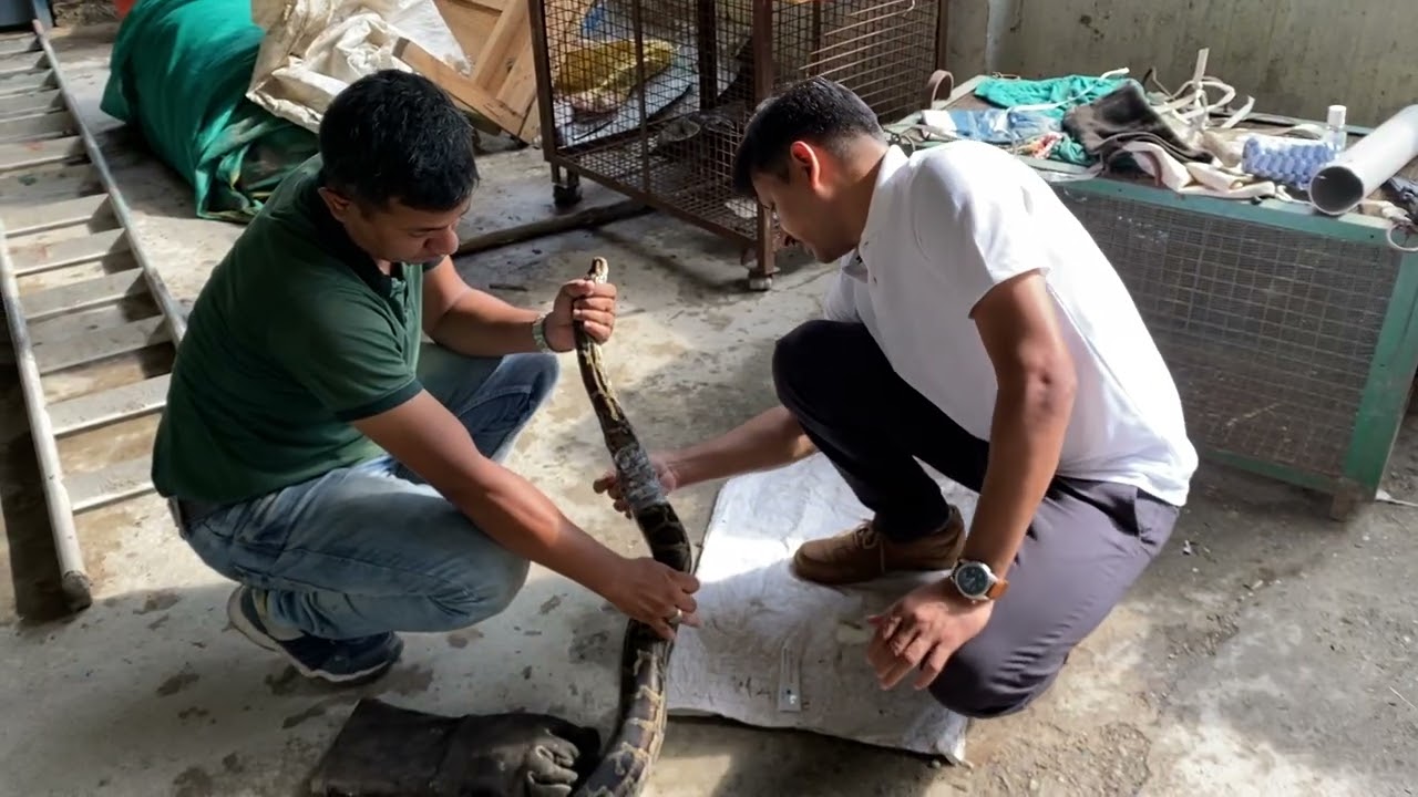 BRD/Video/Samiran Raj/Python rescue Operation /Kurseong Forest Division/Wildlife/Nature