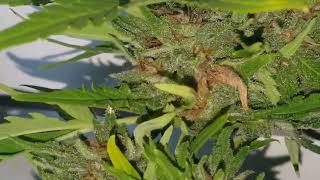 Budrot begins - rise of the grey