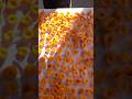 How grandma Dries Apricot? #dryfruits #apricots #fruit #grandma