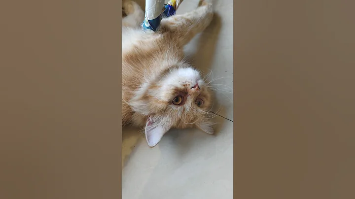 Watch the video about Catvideo#cat #meowingtv #funnyanimal #cats #funny #meowtv #funnycat #cute #catmeowingsound #funnypet