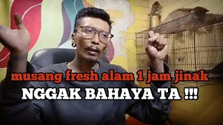 jinak dalam 1jam | musang liar bisa jinak dengan waktu singkat tips penjinakan musang by Vega taring