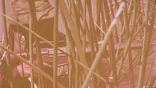 Navy SEALs: "Men With Green Faces" (1969)