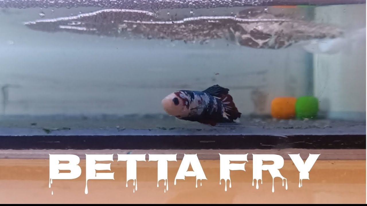 Breeding Betta Fish: 3-Minute Time Lapse of Complete Process - YouTube