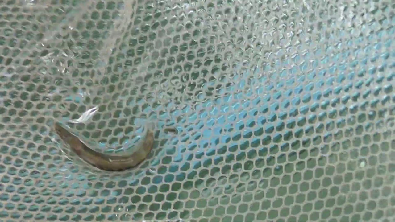 波止際で泳いでいるカマス幼魚を捕まえたので 潮だまりの小さな魚ばかり泳いでいる水槽へ Youtube