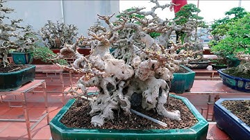 Thăm Dàn Cây Bonsai Cực Đẹp Trên Sân Thượng Của Chú Tùng Kính Bắc Ninh (0915306599)
