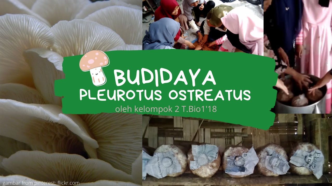 BUDIDAYA JAMUR TIRAM KELOMPOK 2 - YouTube