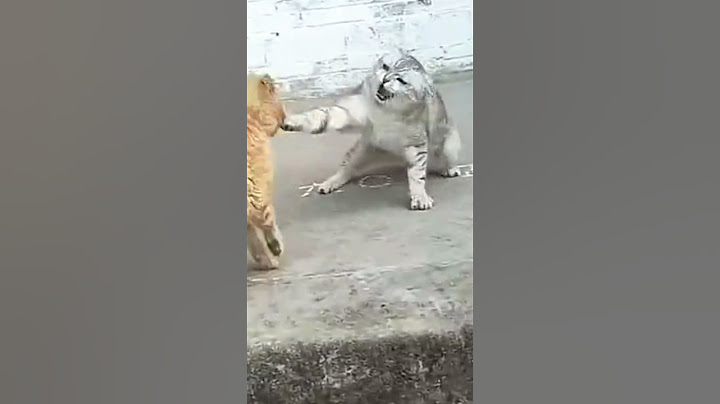 Inilah tanda kucing marah besar #shorts @Tiger channel