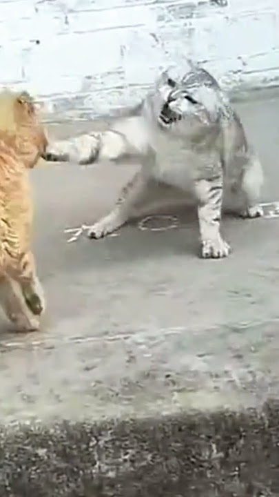 Inilah tanda kucing marah besar #shorts @Tiger channel
