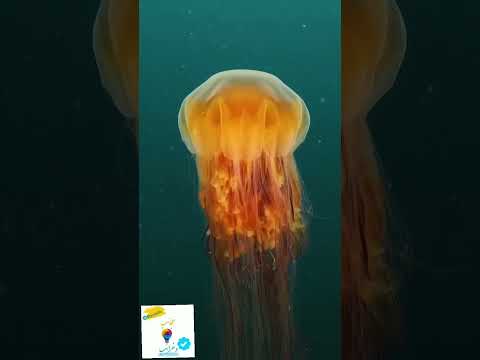 قنديل البحر العملاق