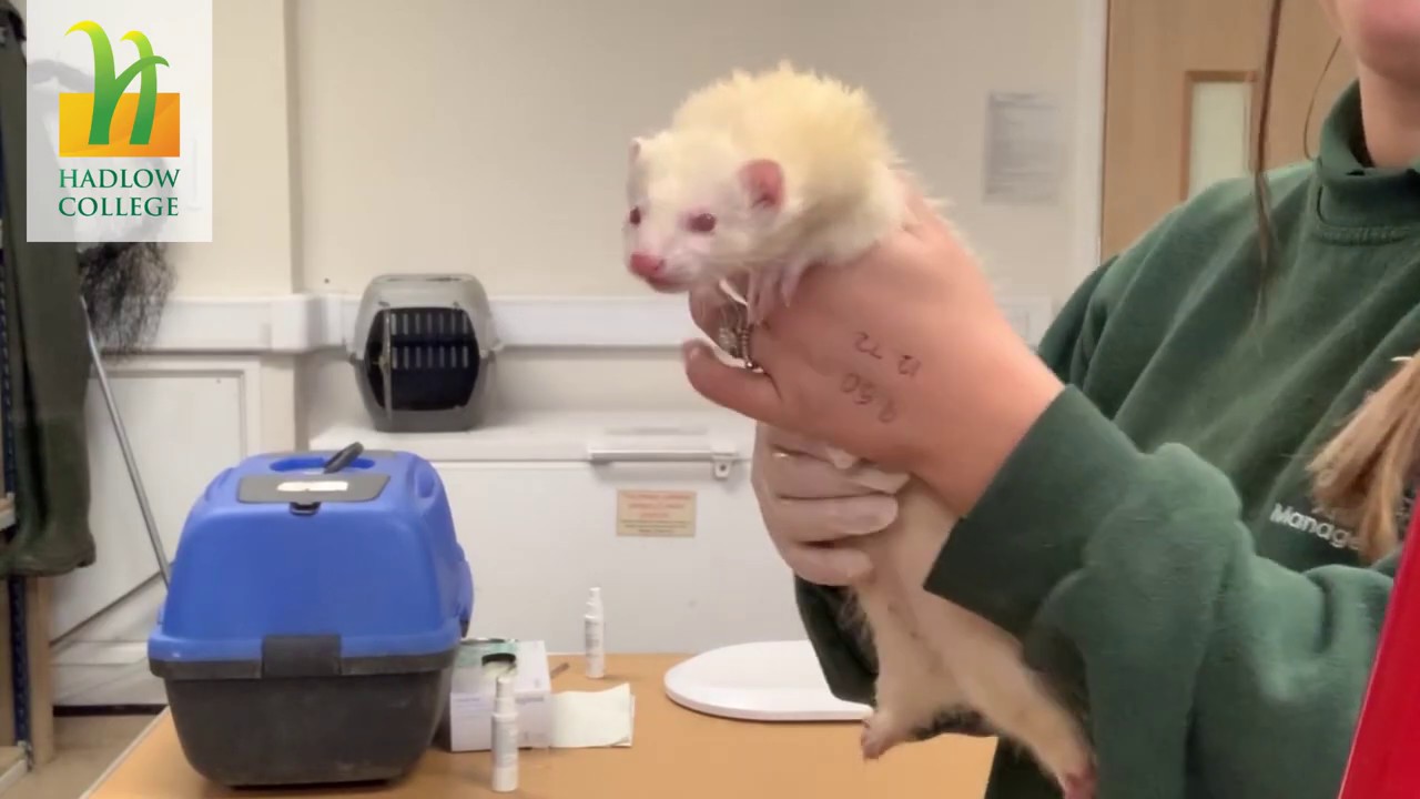 Ferrets Mite Treatment Animal Management Husbandry YouTube
