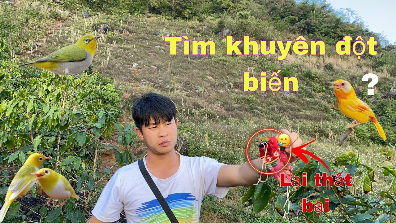 Đi Bẫy Chim Khuyên Bằng Keo Và Tìm Bẫy Choè Than Sổng | Duy Tôm Tv