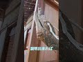 🐉⚠️見逃したら2度はありません‼️ 偶然見た人おめでとうございます龍神にご縁のある人‼️立春大吉金運上昇龍‼️#shorts #short #shrine #龍神#開運 #金運