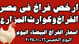 اسعار الفراخ البيضاء اليوم سعر الفراخ البيضاء اليوم الخميس ١٦-١٠-٢٠٢٥ في المحلات في مصر