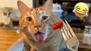 You Laugh You Lose 😹 Funniest Cats and Dogs 🐶 Funny Animals 2026