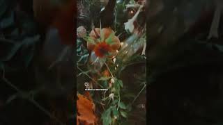 Fall Table scape