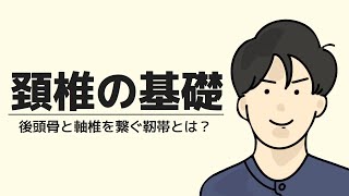 頚椎の基礎：後頭骨と軸椎を繋ぐ靭帯とは？