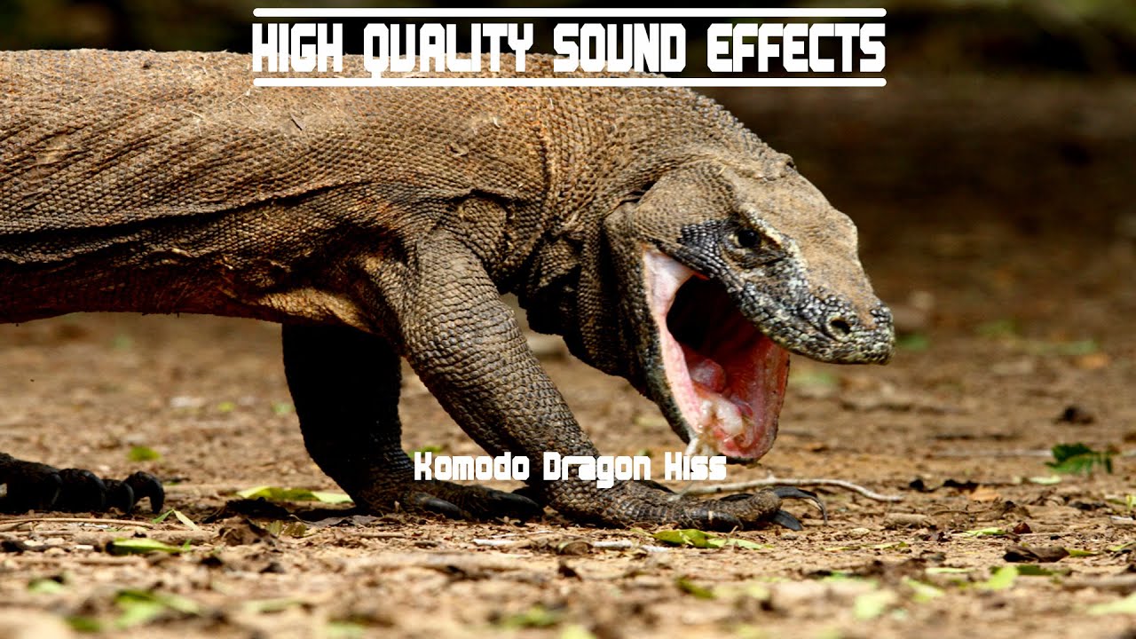 Download High Quality Sound Effects [Komodo Dragon Hiss]
