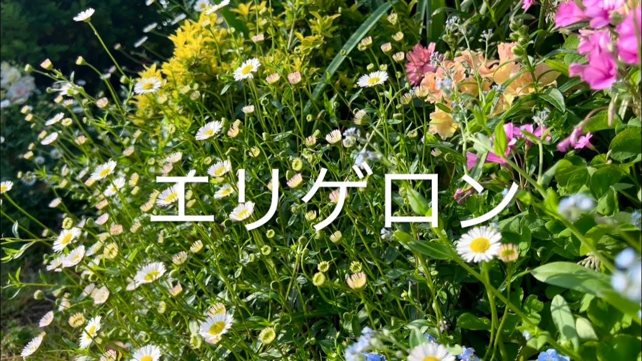 宿根草]エリゲロンの魅力と育て方/￼ガーデニング - YouTube