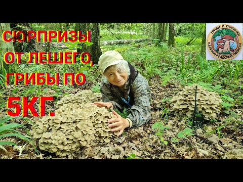 Видео: Какви сморчки са безопасни за ядене?