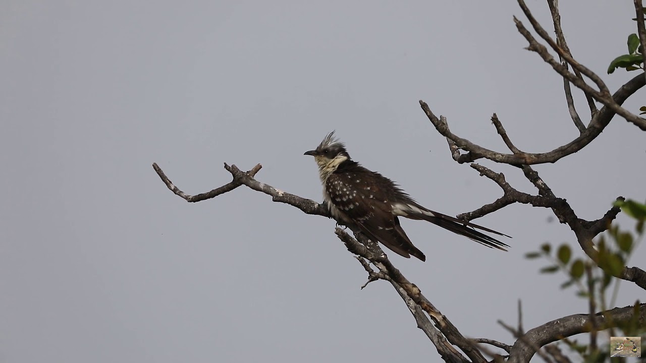 Great Spotted Cuckoo (Clamator glandarius).